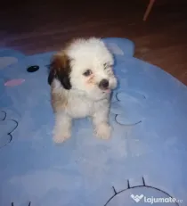Bichon shih tzu (femela)