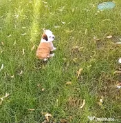 Bichon shih tzu (femela)