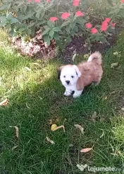 Bichon shih tzu (femela)