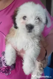 Bichon shih tzu (femela)