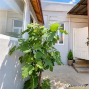 Corp de casa cu 2 imobile, intrari separate, pod si beci gen 