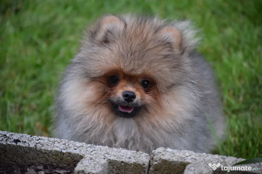 Pomeranian baiat cu pedigree