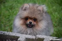 Pomeranian baiat cu pedigree