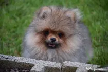 Pomeranian baiat cu pedigree
