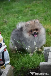 Pomeranian baiat cu pedigree 