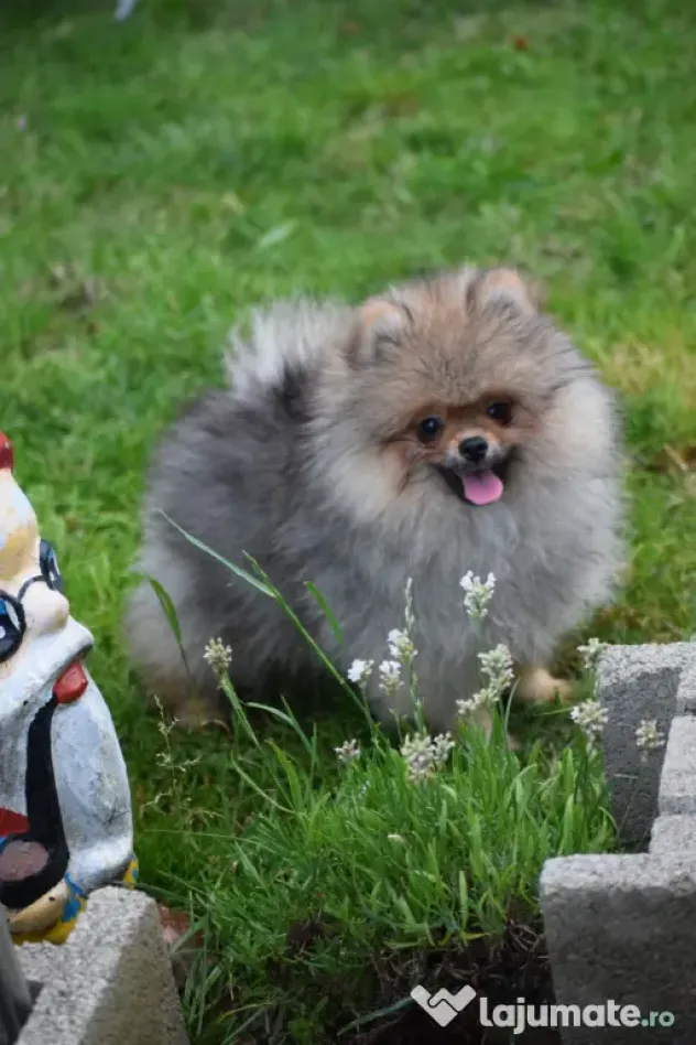 Pomeranian baiat cu pedigree