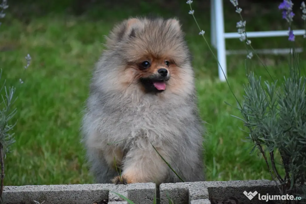 Pomeranian baiat cu pedigree