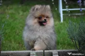 Pomeranian baiat cu pedigree 