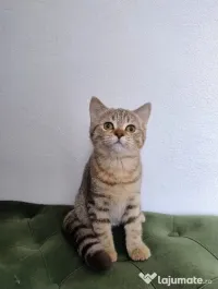 British shorthair tabby 