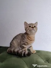 British shorthair tabby 