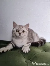 British shorthair tabby 