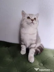 British shorthair tabby 