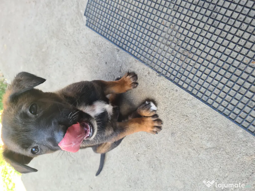 Cățeluși ciobănesc belgian malinois