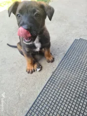 Cățeluși ciobănesc belgian malinois 