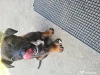 Cățeluși ciobănesc belgian malinois