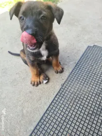 Cățeluși ciobănesc belgian malinois