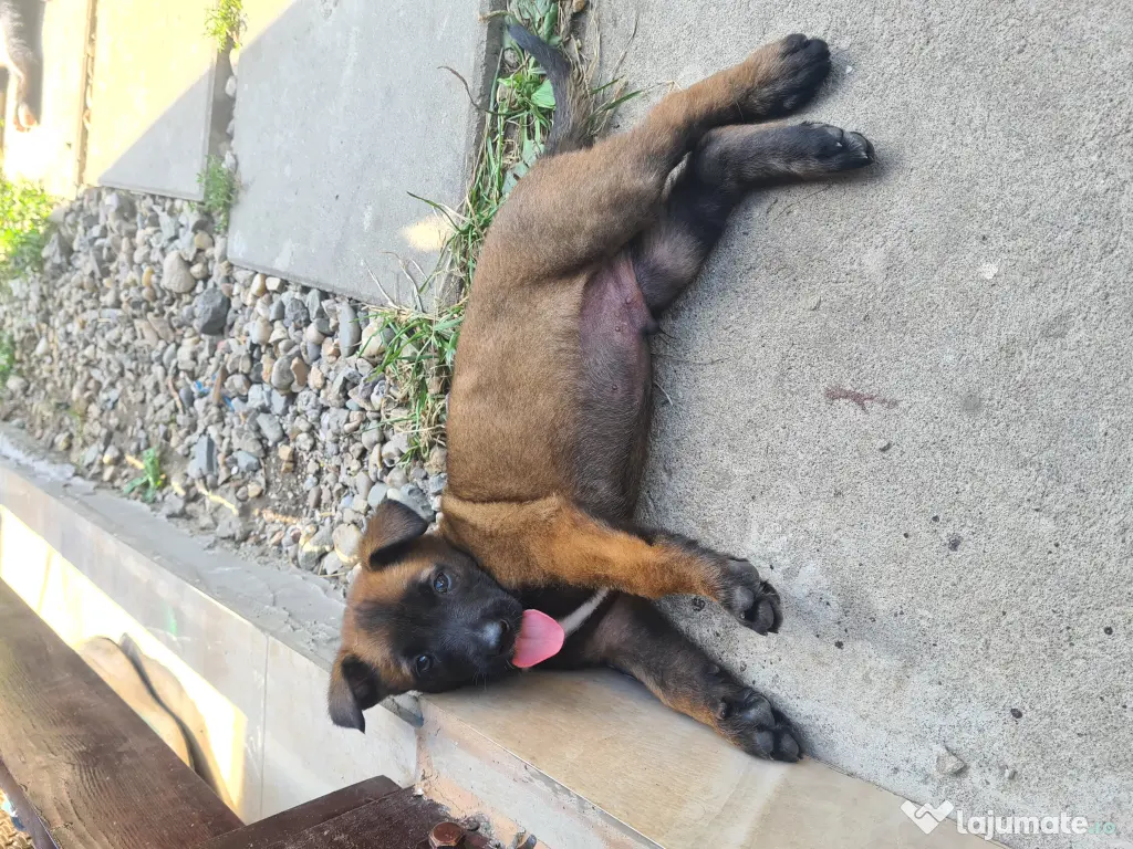 Cățeluși ciobănesc belgian malinois