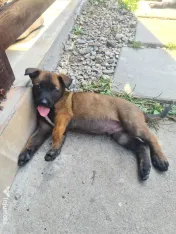 Cățeluși ciobănesc belgian malinois 
