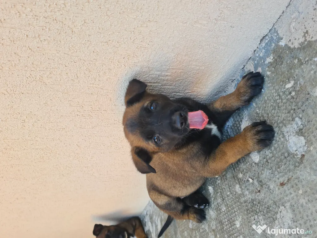 Cățeluși ciobănesc belgian malinois