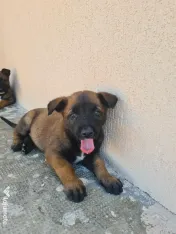 Cățeluși ciobănesc belgian malinois 