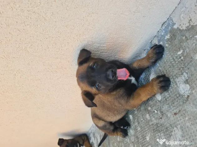 Cățeluși ciobănesc belgian malinois