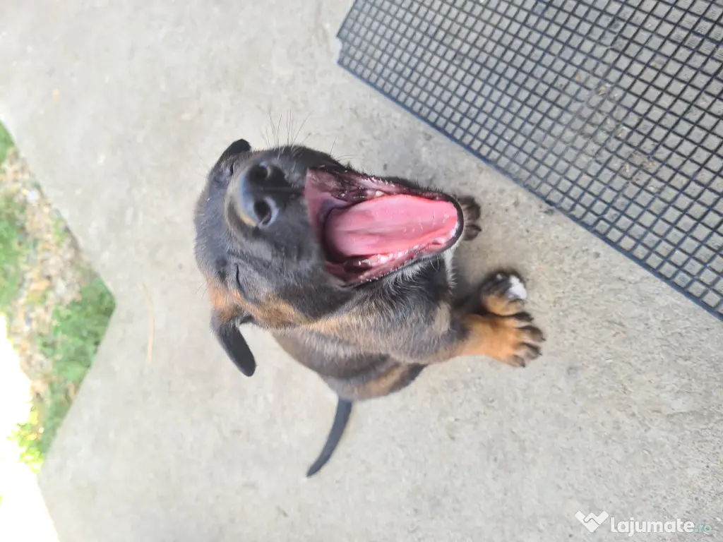 Cățeluși ciobănesc belgian malinois