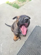 Cățeluși ciobănesc belgian malinois 