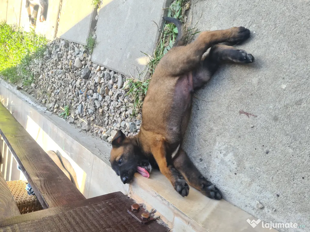 Cățeluși ciobănesc belgian malinois