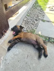 Cățeluși ciobănesc belgian malinois 
