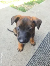 Cățeluși ciobănesc belgian malinois 