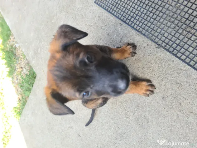 Cățeluși ciobănesc belgian malinois