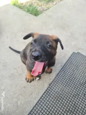 Cățeluși ciobănesc belgian malinois 