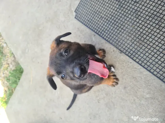Cățeluși ciobănesc belgian malinois