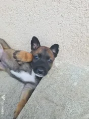 Cățeluși ciobănesc belgian malinois 
