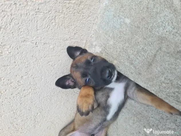 Cățeluși ciobănesc belgian malinois