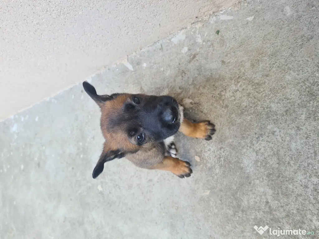 Cățeluși ciobănesc belgian malinois