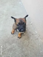 Cățeluși ciobănesc belgian malinois 