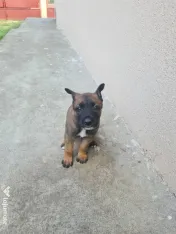 Cățeluși ciobănesc belgian malinois 