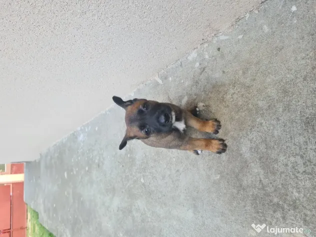 Cățeluși ciobănesc belgian malinois