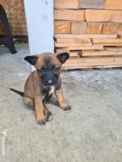 Cățeluși ciobănesc belgian malinois 