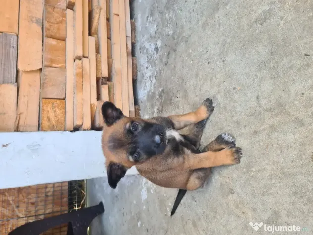 Cățeluși ciobănesc belgian malinois