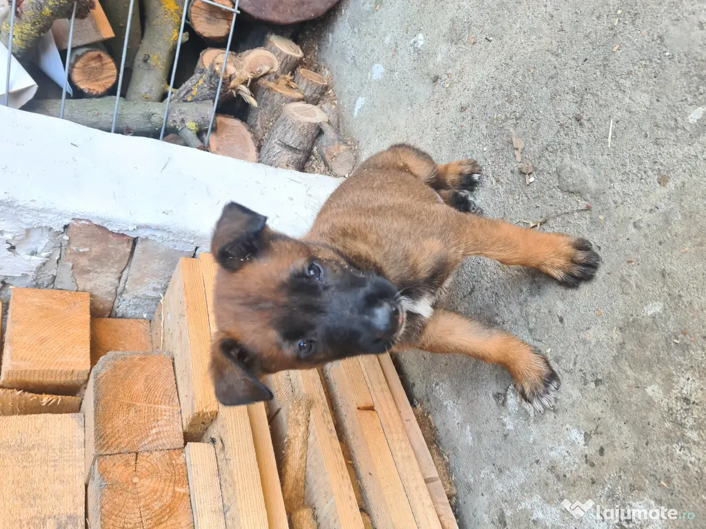 Cățeluși ciobănesc belgian malinois