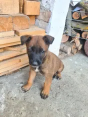 Cățeluși ciobănesc belgian malinois 