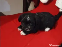 Bichon havanez 7 saptamani