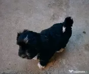 Bichon havanez 7 saptamani