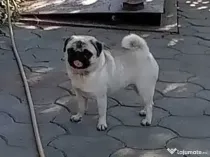 Donez femela pug mops