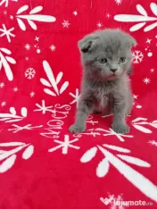 British scottish fold