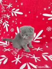 British scottish fold