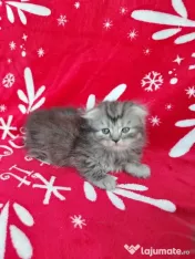 British scottish fold