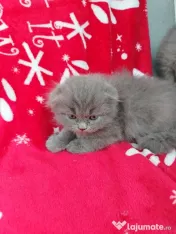 British scottish fold